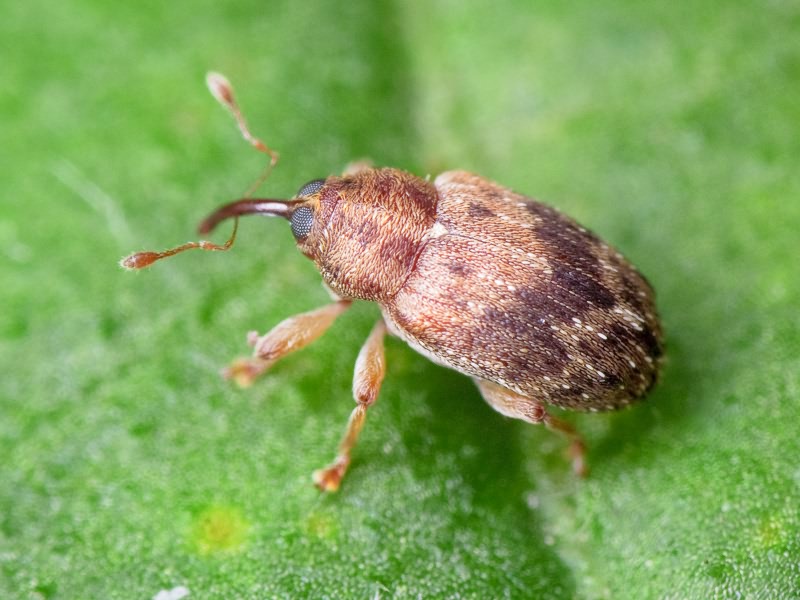 Lignyodes bischoffi (Blatchley, 1916)